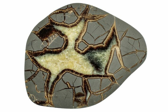 Polished Septarian Slab with Gastropod Fossil - Utah #242178